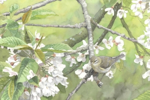 Reproducerad akvarell/giclée - Lövsångare i blommande körsbärsträd